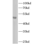 WB analysis of RAW 264.7 cells, using ARHGAP1 antibody (1/600 dilution).