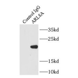 ADP-Ribosylation Factor-Like Protein 8A (ARL8A) Antibody