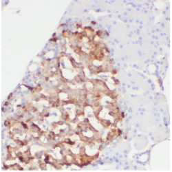 Armadillo Repeat Containing 7 (ARMC7) Antibody