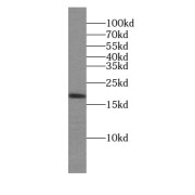 WB analysis of mouse testis tissue, using ARMETL1 antibody (1/300 dilution).