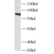 WB analysis of HepG2 cells, using ARNT,HIF1B antibody (1/1000 dilution).