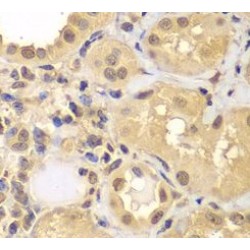 Aryl Hydrocarbon Receptor Nuclear Translocator 2 (ARNT2) Antibody