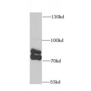 WB analysis of HEK-293 cells, using ARNT2 antibody (1/1000 dilution).
