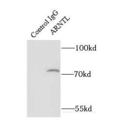 Aryl Hydrocarbon Receptor Nuclear Translocator Like (ARNTL) Antibody