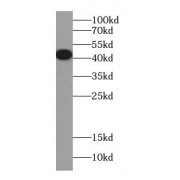 WB analysis of human brain tissue, using ARR3 antibody (1/500 dilution).