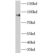 WB analysis of HeLa cells, using ASCC2 antibody (1/1000 dilution).