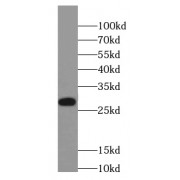 WB analysis of HeLa cells, using ASF/SF2 antibody (1/1000 dilution).