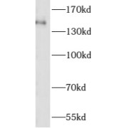 WB analysis of HepG2 cells, using ASTN2 antibody (1/300 dilution).