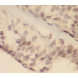 Cyclic AMP-Dependent Transcription Factor ATF-4 (ATF4) Antibody