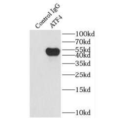 Cyclic AMP-Dependent Transcription Factor ATF-4 (ATF4) Antibody