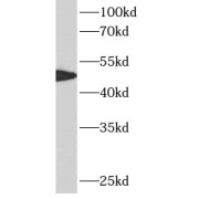 WB analysis of HepG2 cells, using ATF4 antibody (1/2000 dilution).