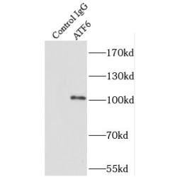 Activating Transcription Factor 6 (ATF6) Antibody