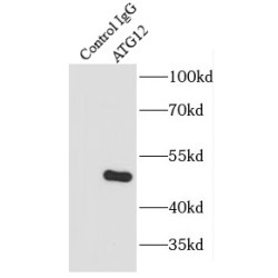 Ubiquitin-Like Protein ATG12 (ATG12) Antibody