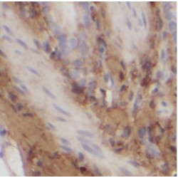 Ubiquitin-Like-Conjugating Enzyme ATG3 (ATG3) Antibody