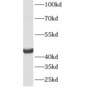 WB analysis of human brain tissue, using ATG4B antibody (1/800 dilution).