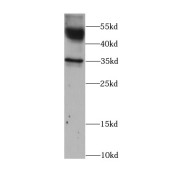 WB analysis of human heart tissue, using ATP1B1 antibody (1/1000 dilution).