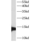 WB analysis of HEK-293 cells, using ATP6V1G3 antibody (1/500 dilution).