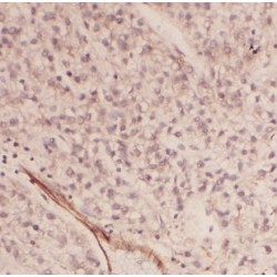 Ancient Ubiquitous Protein 1 (AUP1) Antibody