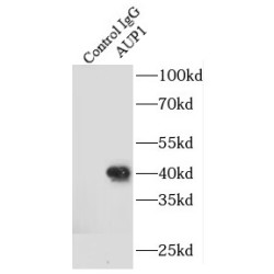 Ancient Ubiquitous Protein 1 (AUP1) Antibody