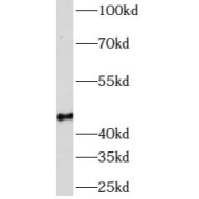 WB analysis of HepG2 cells, using AZI2 antibody (1/1000 dilution).