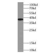 WB analysis of HeLa cells, using B23 antibody (1/1000 dilution).