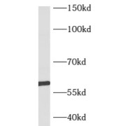 WB analysis of human heart tissue, using B3GALTL antibody (1/600 dilution).