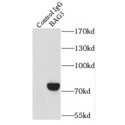 Bcl2 Associated Athanogene 3 (BAG3) Antibody