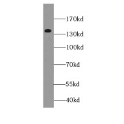 WB analysis of HEK-293 cells, using BAI3-Specific antibody (1/500 dilution).