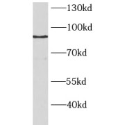 WB analysis of A2780 cells, using BAP1 antibody (1/300 dilution).