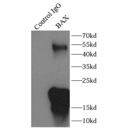 Bcl2 Associated X Protein (BAX) Antibody