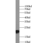 WB analysis of HEK-293 cells, using BAX antibody (1/1000 dilution).