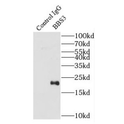 ADP-Ribosylation Factor-Like Protein 6 (ARL6) Antibody