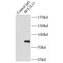 Bcl2 Like Protein 13 (BCL2L13) Antibody