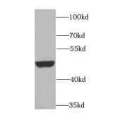 WB analysis of A549 cells, using BCS1L antibody (1/1000 dilution).