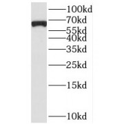 WB analysis of HeLa cells, using BEGAIN antibody (1/1000 dilution).