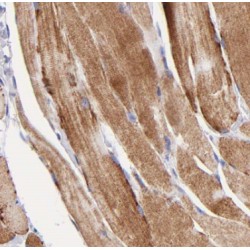 Bestrophin-3 (BEST3) Antibody