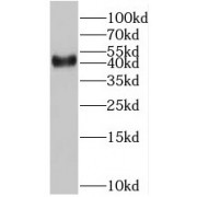 WB analysis of U-937 cells, using BMI1 antibody (1/1000 dilution).