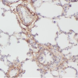 Bone Morphogenetic Protein 4 (BMP4) Antibody