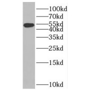 WB analysis of mouse heart tissue, using BMP4 antibody (1/300 dilution).