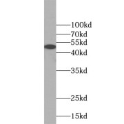 WB analysis of HEK-293 cells, using BMP7 antibody (1/1000 dilution).