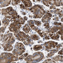 Bone Morphogenetic Protein 9 (BMP9) Antibody