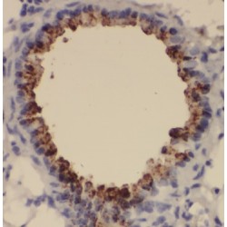 BolA-Like Protein 1 (BOLA1) Antibody