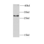 WB analysis of HeLa cells, using BPGM antibody (1/1000 dilution).