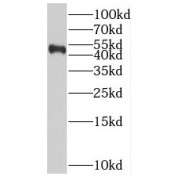 WB analysis of A549 cells, using BPIL1 antibody (1/400 dilution).