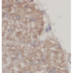 Brevican Core Protein (Bcan) Antibody