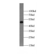 WB analysis of mouse skeletal muscle tissue, using BRUNOL5 antibody (1/1500 dilution).