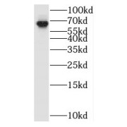 WB analysis of Jurkat cells, using BTN2A1 antibody (1/600 dilution).