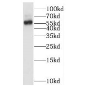 WB analysis of MCF7 cells, using BTN2A2 antibody (1/500 dilution).