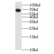 WB analysis of Jurkat cells, using BTN3A3 antibody (1/500 dilution).