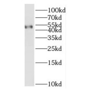 WB analysis of MCF-7 cells, using BTNL8 antibody (1/600 dilution).